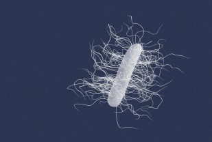 Gut Bacteria Can Make C. Diff Infections Worse