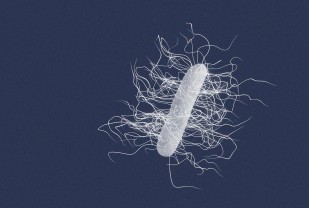 Gut Bacteria Can Make C. Diff Infections Worse