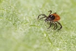 Deer Tick Season Is Early, Thanks to Global Warming. Here Is What You Need To Know