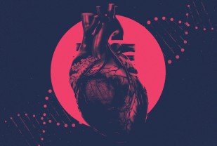 UVA Discovers Gene That Shapes Heart-Attack Risk