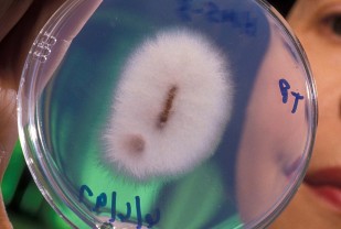 What's Eating You? 5 Fascinating Facts About Parasites