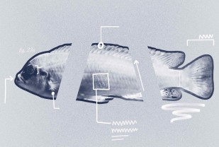 Researchers Angling To Make 'Fish-ial' Recognition Software a Reality