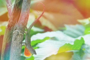 Yes, Lizards Have Their Own Holiday. Learn Why They Add Color to Our World