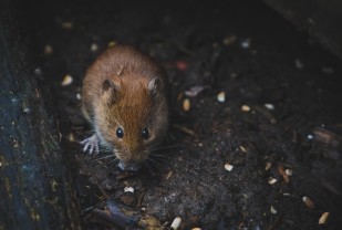 Prairie Voles Born by C-Section Can't Bond. Is Birth Key to How We Love and Relate?