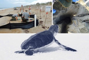 Fake Egg Gives Baby Sea Turtles a Better Crack at Survival