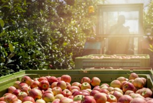 UVA Biocomplexity Institute Developing Artificial Intelligence for Agriculture