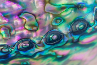 Inspired by Abalone Shells, Researcher Develops Strong, Lightweight Metal