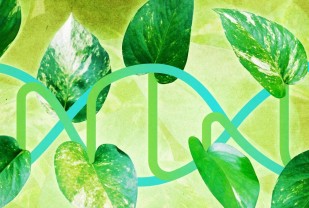 From Plants, UVA Extracts a Better Way to Determine What Our Genes Do