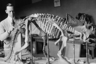 The Big Reveal in Fossil Research