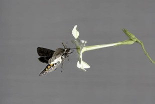 Study: Insect Can Re-Learn Flower Scents, Even as Pollution Alters Aroma