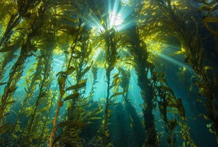 Study Finds Kelp Is Key to California's Coastal Ecosystems