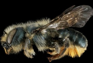 Study: As Mid-Atlantic's Native Bee Populations Decline, an Exotic Species Proliferates