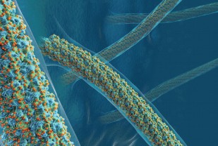 Discovery: Sugar can make things nearly indestructible