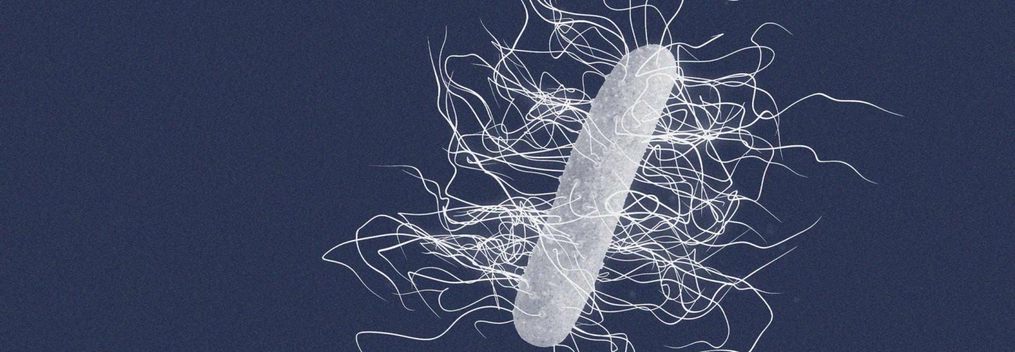 Gut Bacteria Can Make C. Diff Infections Worse