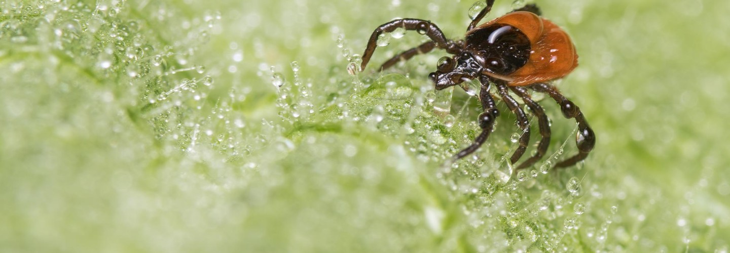Deer Tick Season Is Early, Thanks to Global Warming. Here Is What You Need To Know