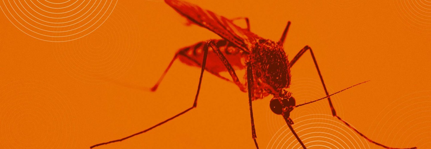 Deadly Dengue Virus Hijacks Mosquito Saliva To Spread Sickness