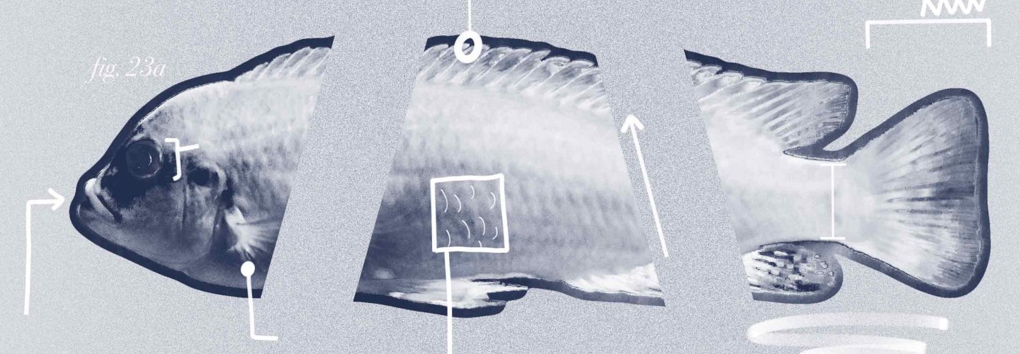 Researchers Angling To Make 'Fish-ial' Recognition Software a Reality