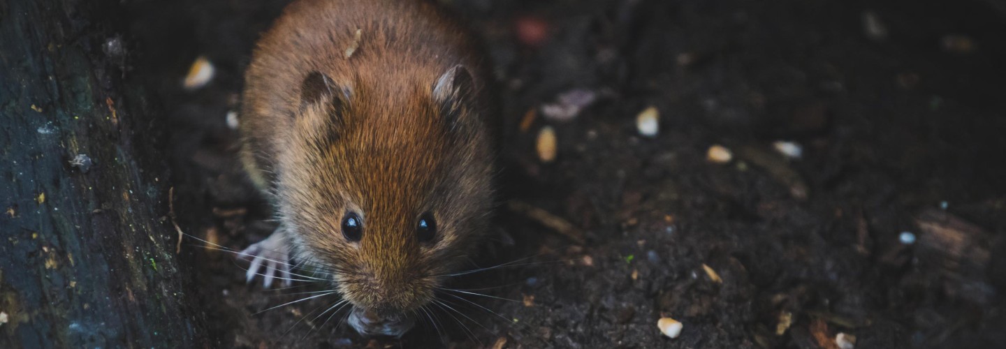 Prairie Voles Born by C-Section Can't Bond. Is Birth Key to How We Love and Relate?