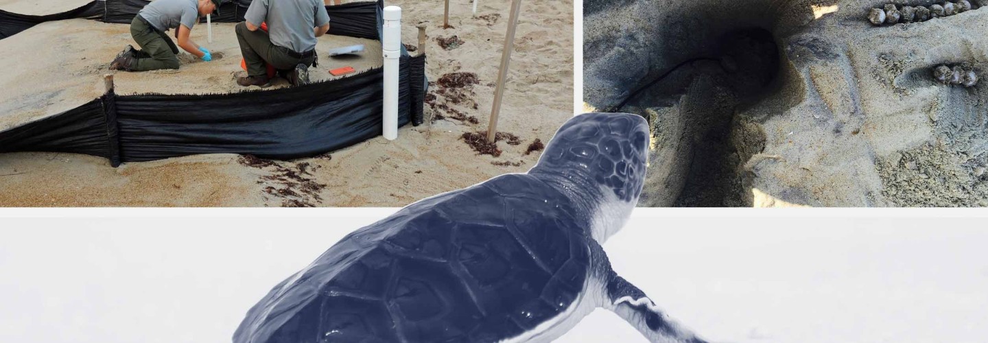 Fake Egg Gives Baby Sea Turtles a Better Crack at Survival
