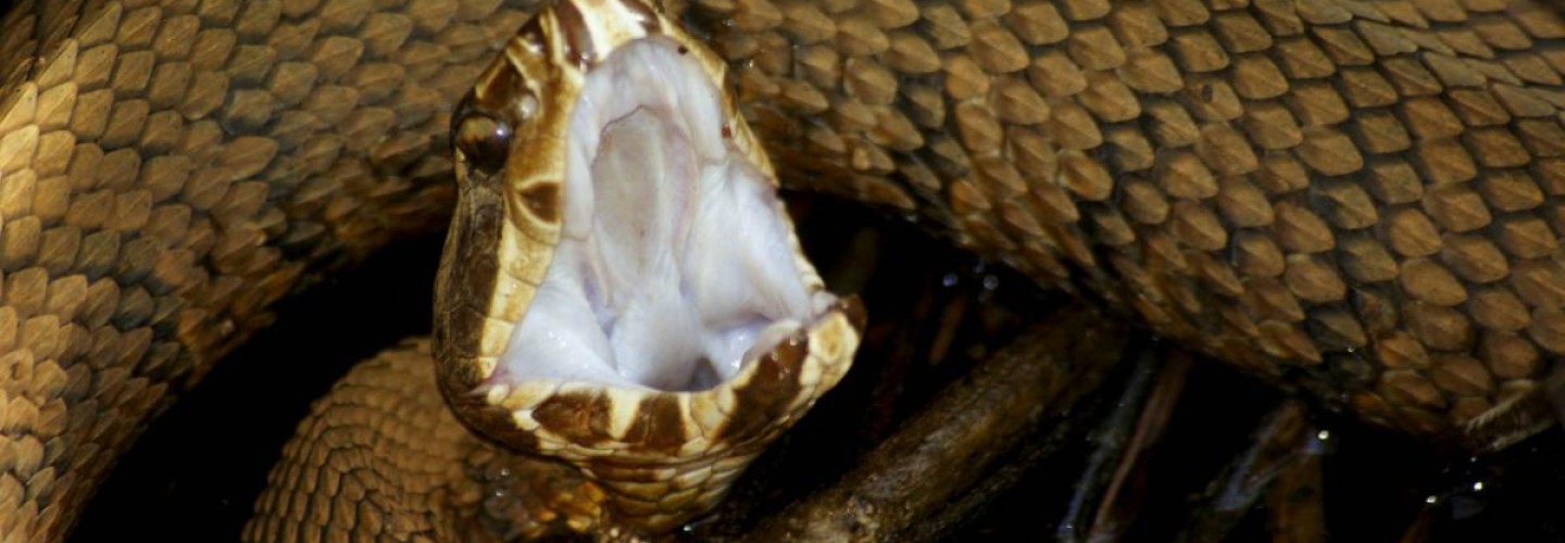 How to Avoid Snakebites, and What to Do if You're Bitten