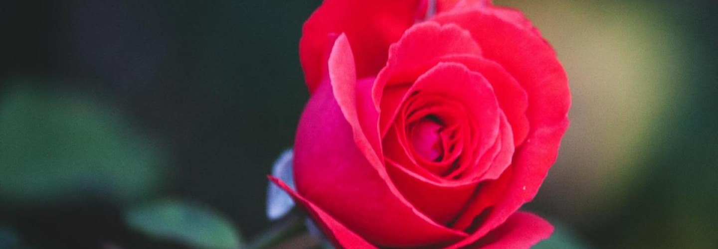 In Romance, Special Treatment Might Be More Important Than Kindness