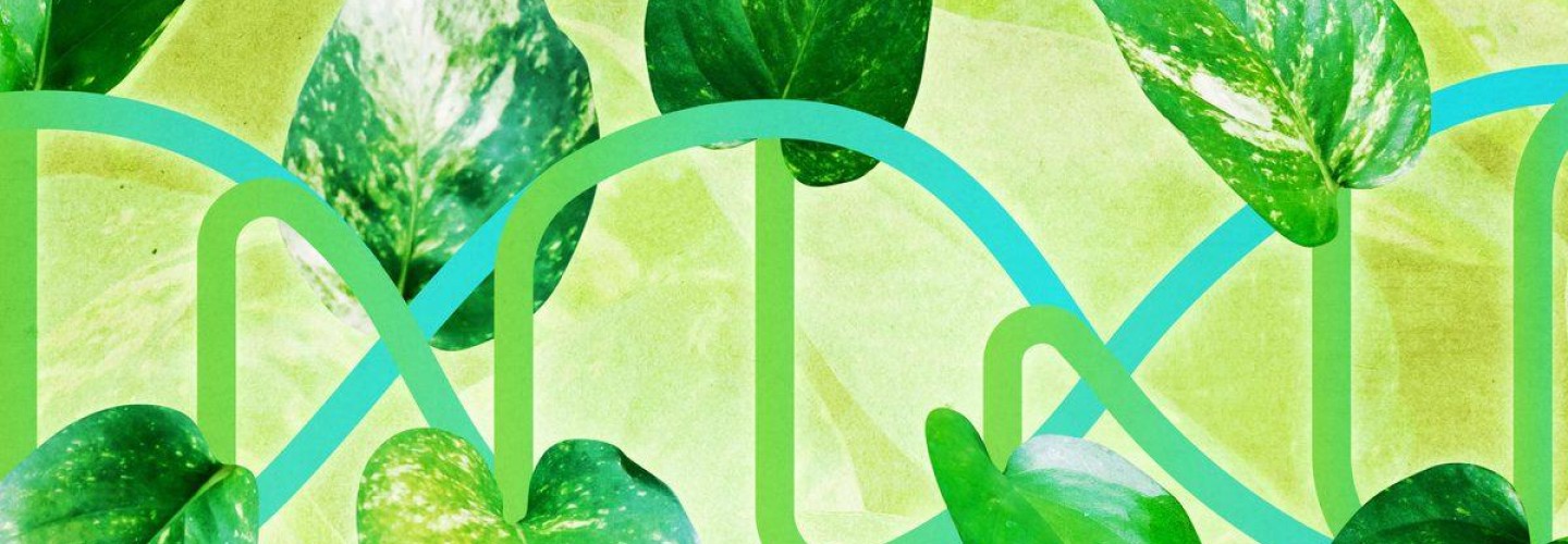 From Plants, UVA Extracts a Better Way to Determine What Our Genes Do