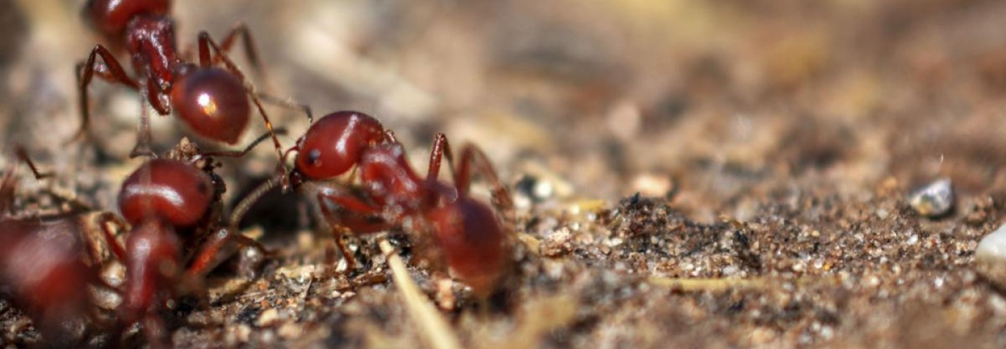Invasive Fire Ants Limiting Spread of Meat Allergy, But Pose Their Own Dangers