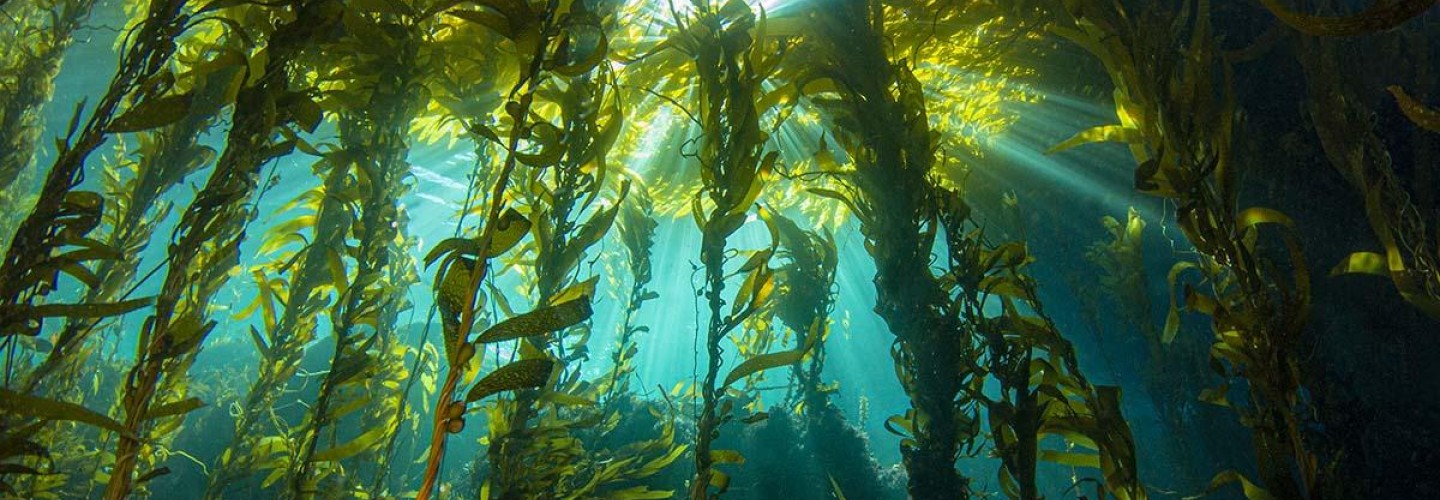 Study Finds Kelp Is Key to California's Coastal Ecosystems
