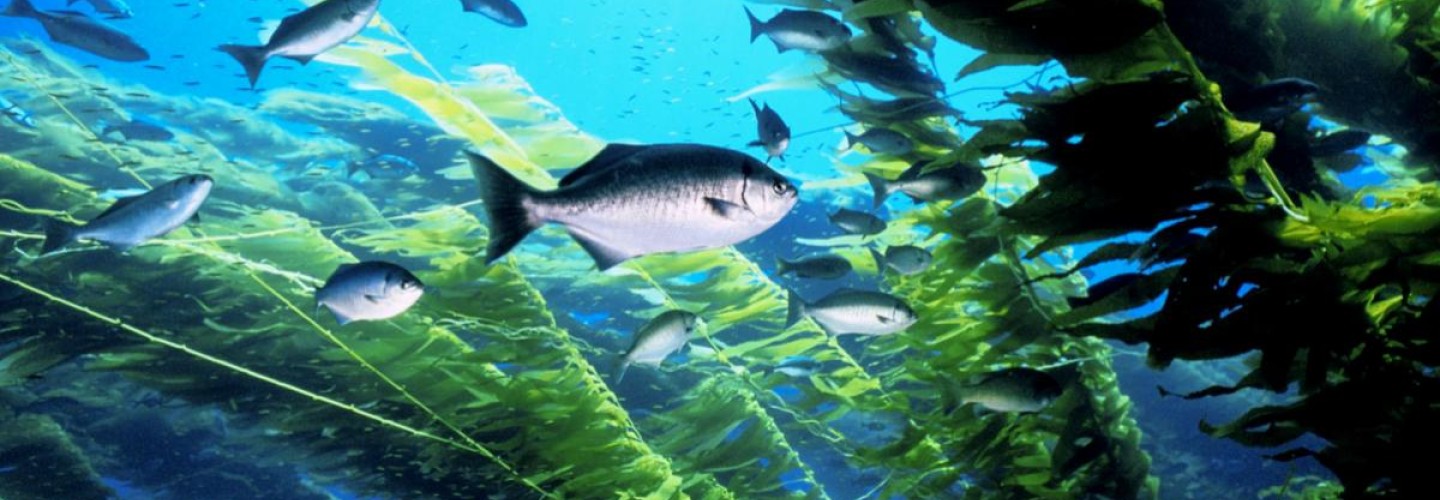 Q&A: Researchers Probe How Health of California's Kelp Forests Affects Other Systems
