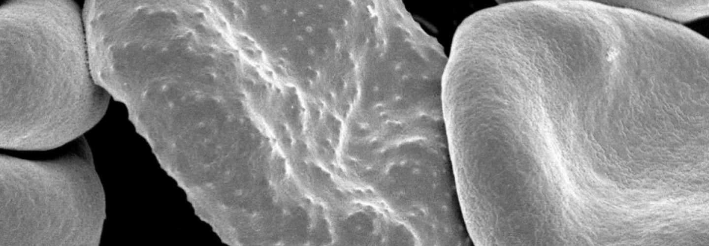 New Approach to DNA Research Could Be Key to Solving Mysteries of Deadly Diseases
