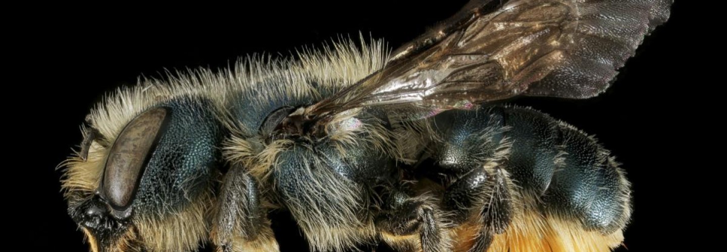 Study: As Mid-Atlantic's Native Bee Populations Decline, an Exotic Species Proliferates