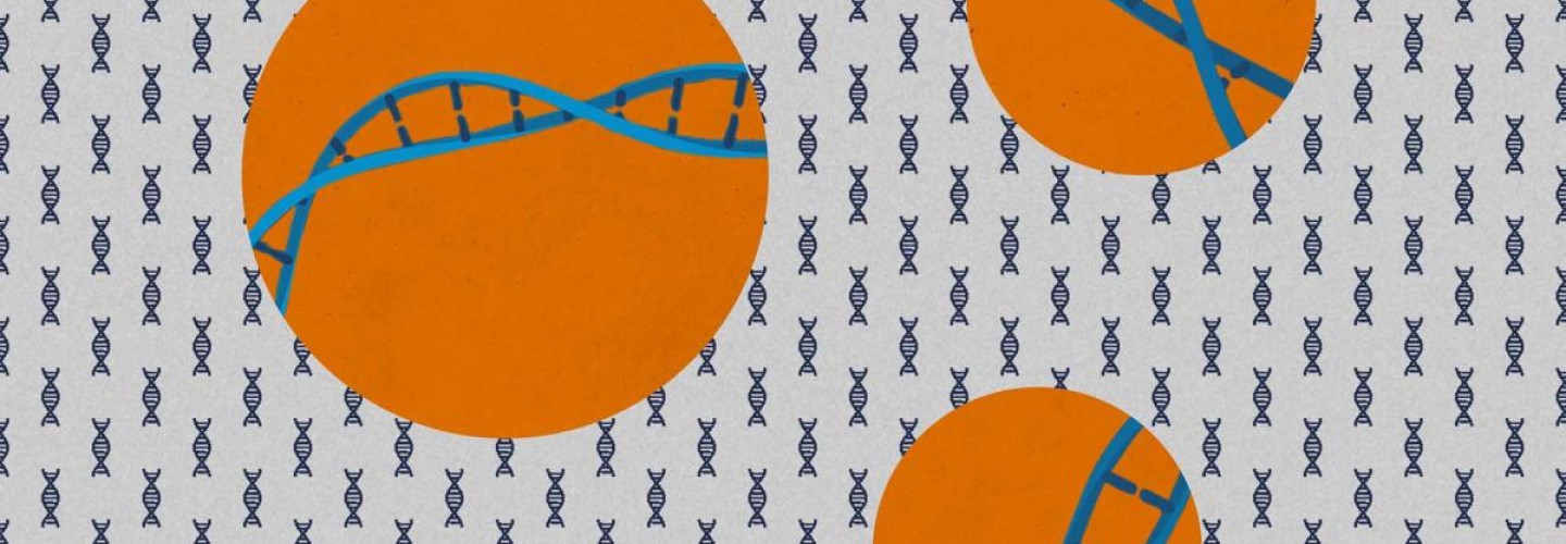 Discovery of Obesity-Causing Genes Could Lead to Drugs to Prevent Weight Gain