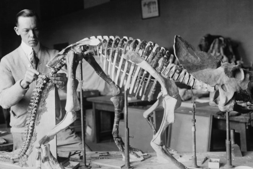 Engineering professor Caitlin Wylie’s new book, “Preparing Dinosaurs: The Work Behind the Scenes,” explains how magnificent museum displays of dinosaur skeletons are assembled.