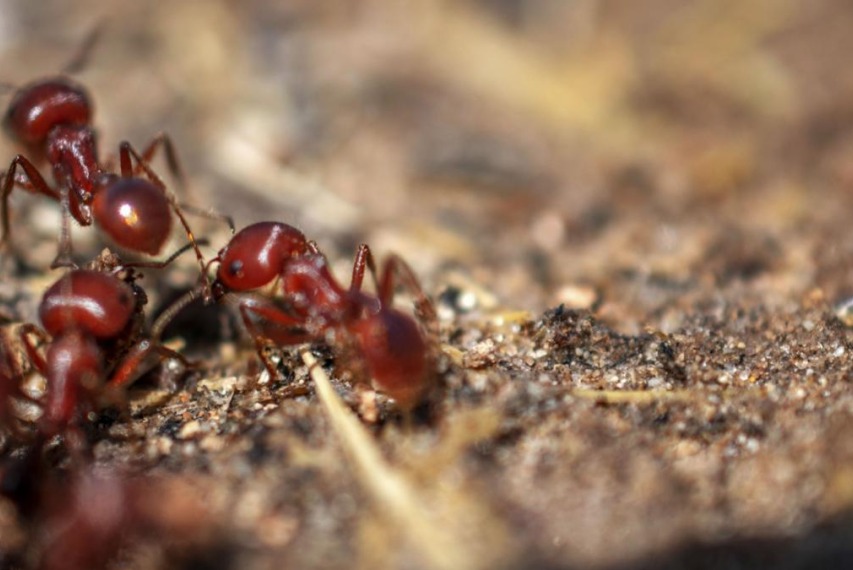 Fire ants common along the Gulf Coast and in Texas are likely limiting the spread of a meat allergy carried by lone star ticks – but the invasive ants have a nasty bite of their own.