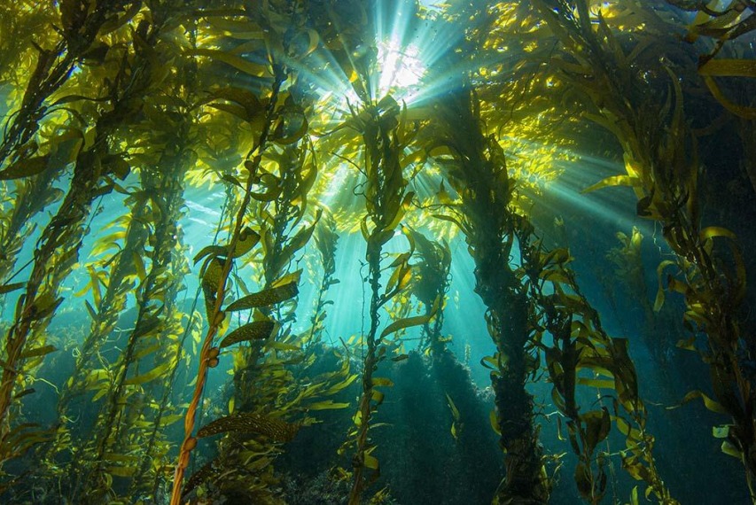 Climate change poses a particular risk to the giant kelp forests off our Pacific coast. A team of researchers at UVA and UC Santa Barbara are working to understand just how important the “sequoias of the sea” are to the future of a fragile environment.