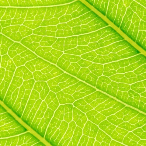 zoomed in photo of green leaf