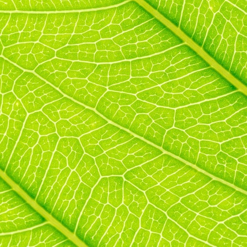 Closeup of leaf pattern
