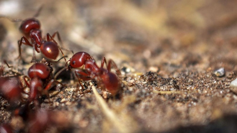 Invasive Fire Ants Limiting Spread of Meat Allergy, But Pose Their Own ...